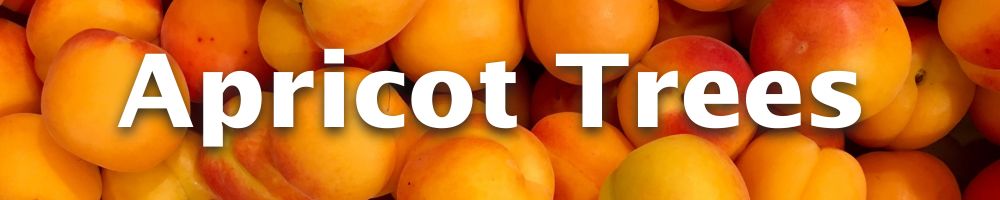 Shop Apricot Trees