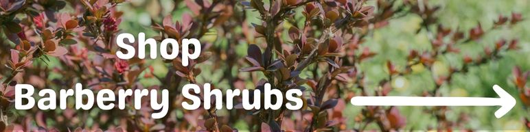 shop barberry bushes