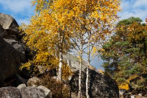Birch tree from ground