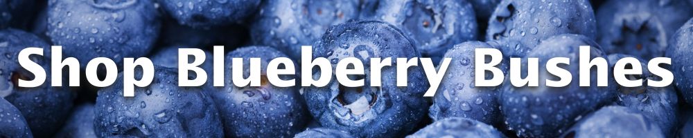 Shop Blueberry Bushes