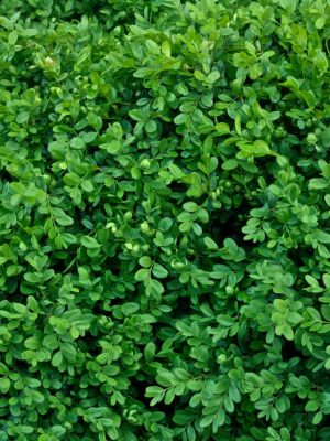 boxwood foliage