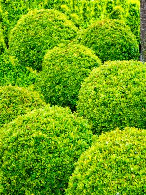 boxwood shrubs in landscape
