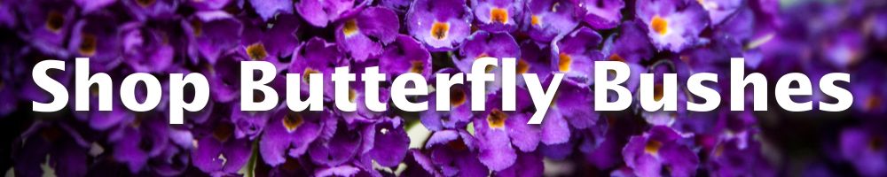 Shop Butterfly Bushes