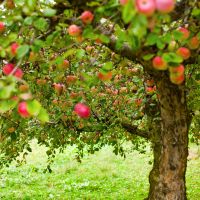 Apple Tree