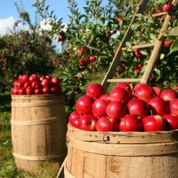 Barrells of Apples