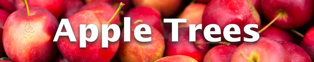 Shop Apple Trees