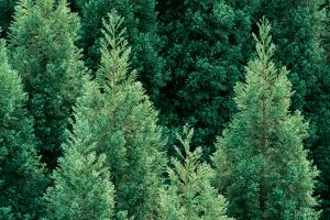 cedar tree foliage