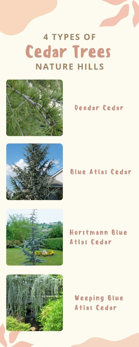 Cedar Trees infographic