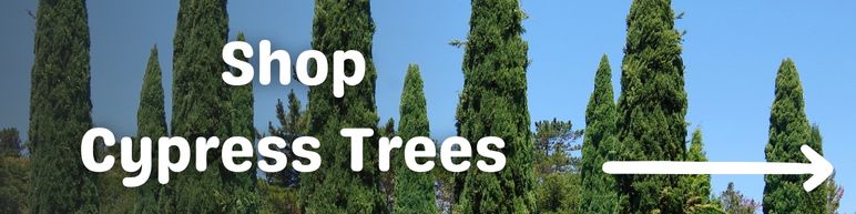 Shop Cypress Trees