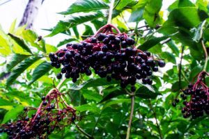 elderberries on bush