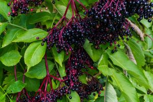 Elderberries on bush ripe