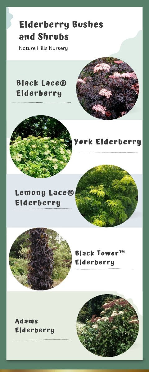 Elderberry infographic