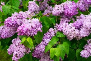 Lilac Bush