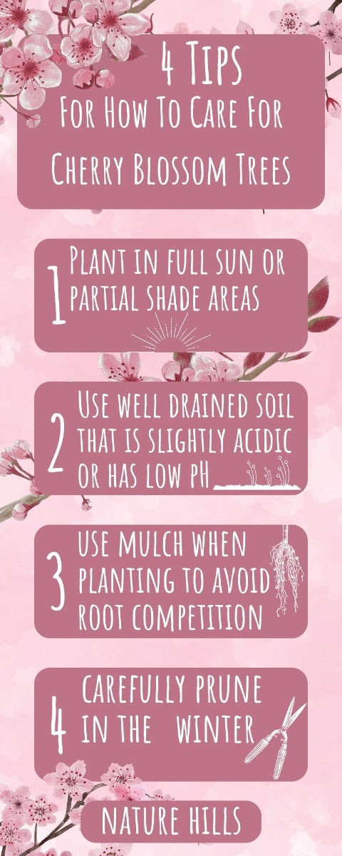 Cherry blossom infographic