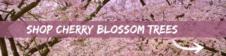 Shop Cherry Blossom Trees