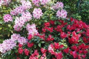 Rhododendron