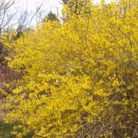 Forsythia Bush