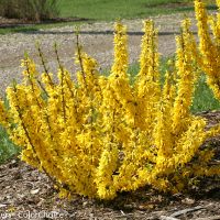 Forsythia Bush 2