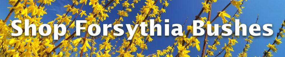 Shop Forsythia Bushes