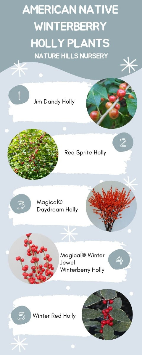 Holly Shrubs Infographic