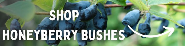 Shop Honeyberry Bushes