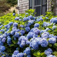 Blue Hydrangeas