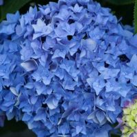 Close-Up Hydrangea Bloom