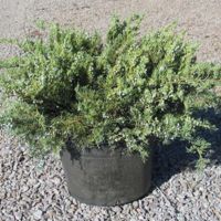Juniper Bush in a container