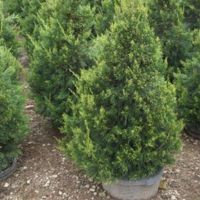 Juniper Bush in a container