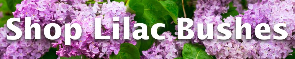 Shop Lilac Bushes