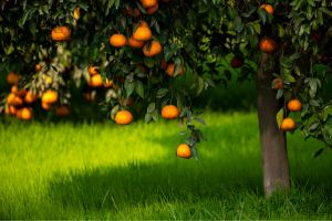 Citrus Tree