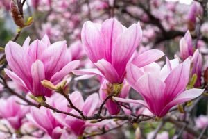 Pink Magnolia Bloom