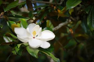 White Magnolia