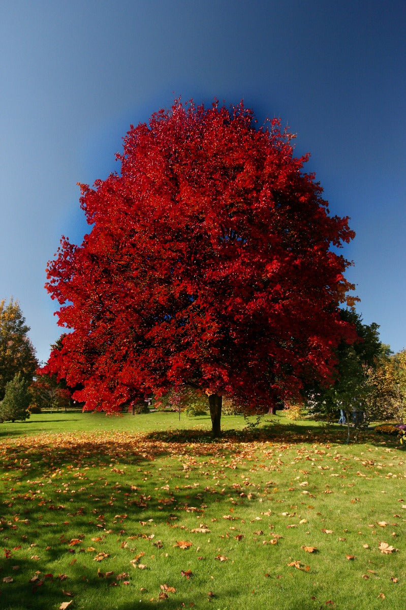 Maple Tree