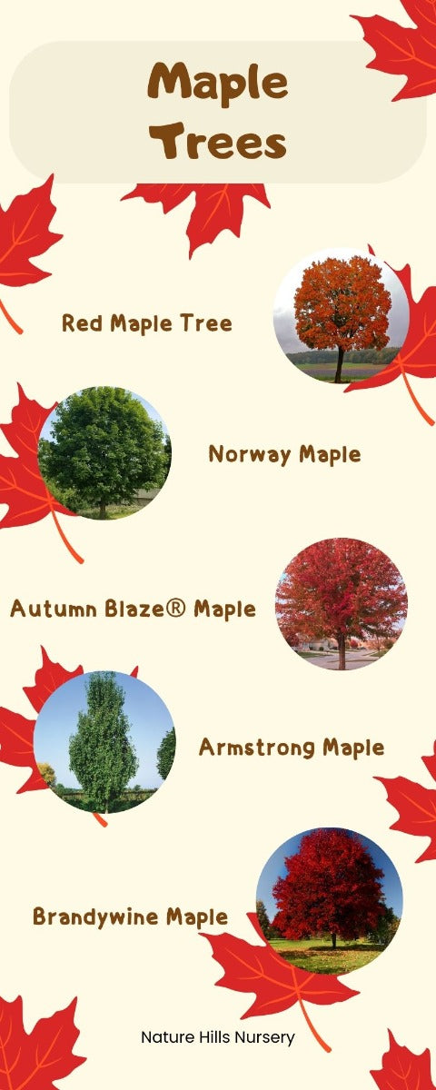Maple Trees Infographic