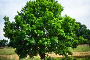 Green Oak Tree