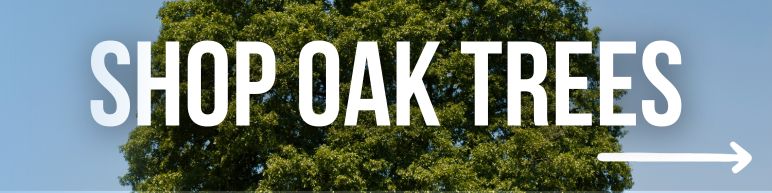 Shop Oak Trees