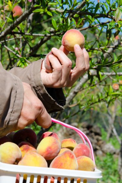 Someone picking fruit off of a tree