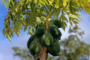 Close up of Pawpaws