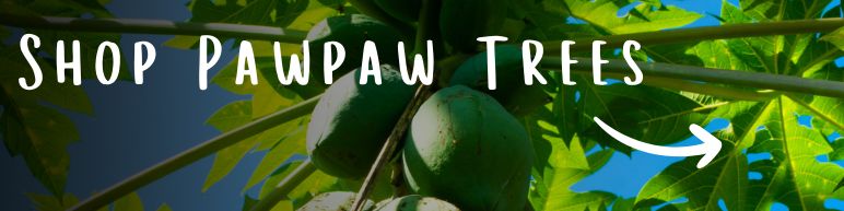 Shop Pawpaw trees