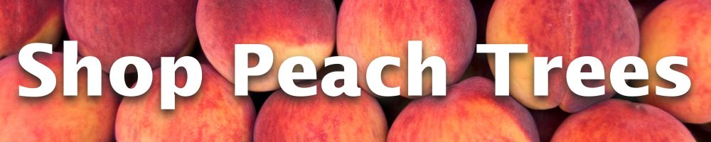 Shop Peach Trees
