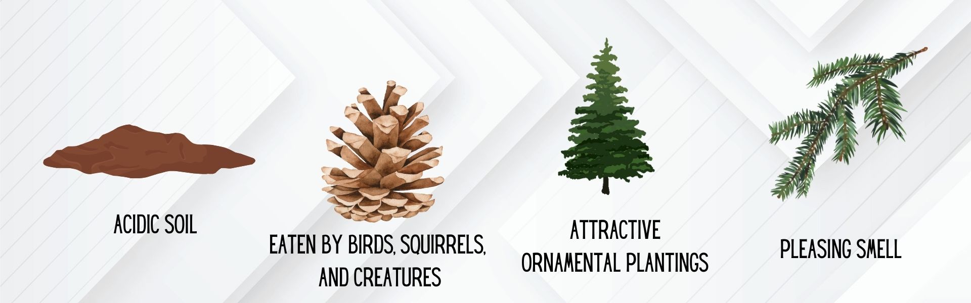 Pine Trees Infographic