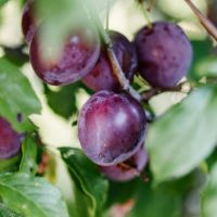 Plums in a tree