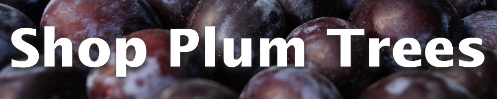 Shop Plum Trees