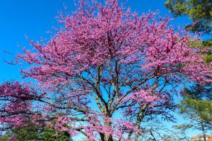 full redbud tree