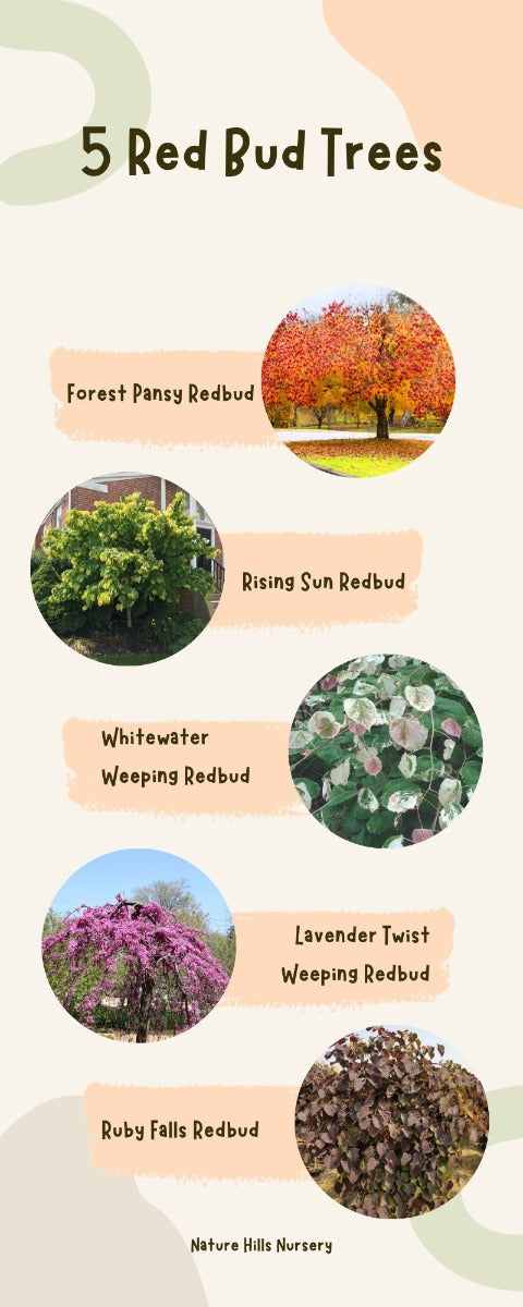 redbud infographic