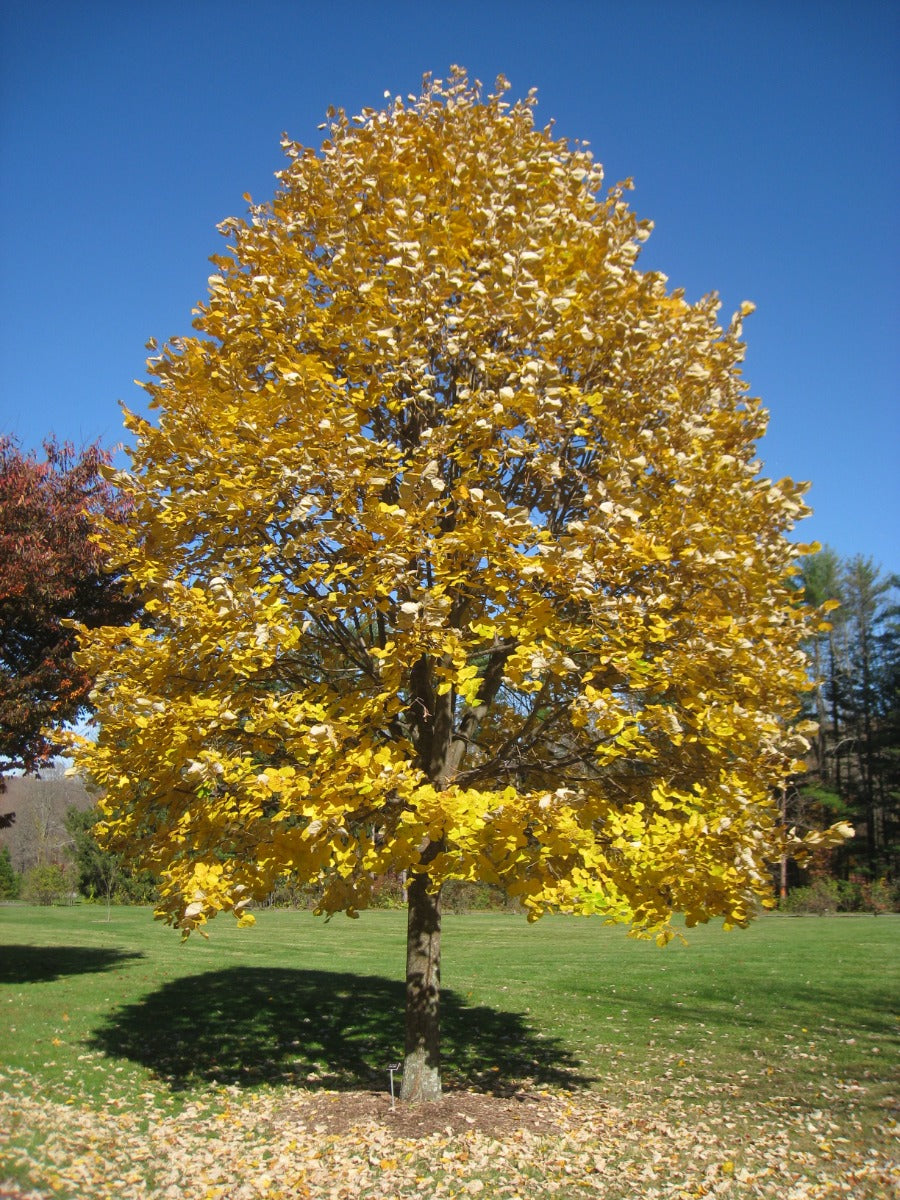 Linden Tree