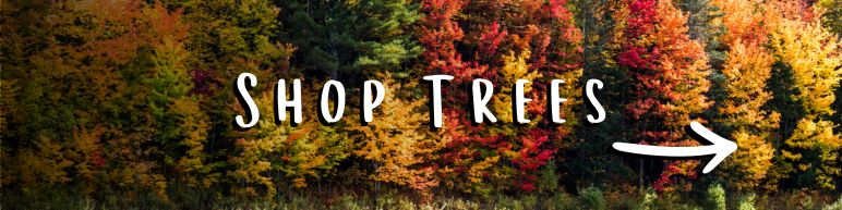 Shop Trees