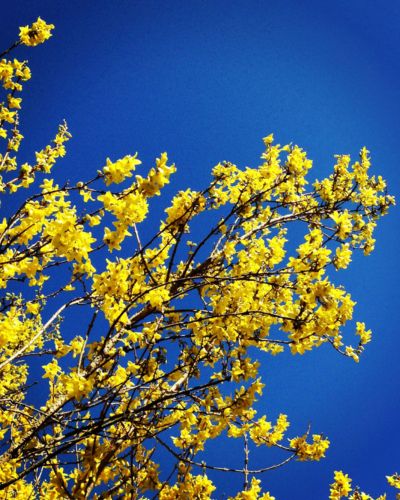 Forsythia