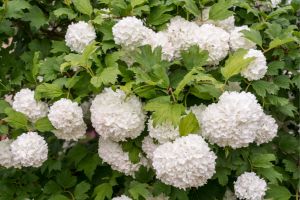 Viburnum Shrubs with White Flowers